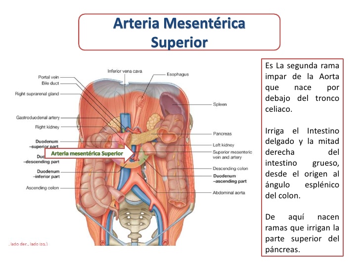 Disección de la arteria mesentérica superior emergiendo de la aorta abdominal, con sus relaciones con la vena porta, el páncreas, el duodeno y el colon ascendente rotuladas.