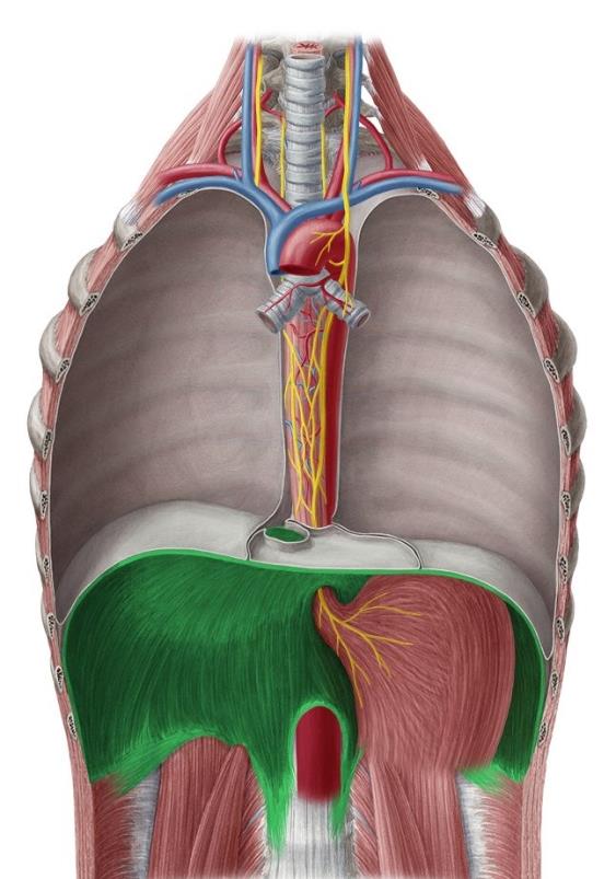 Vista anterior del diafragma disecado in situ, mostrando el centro tendinoso, los pilares musculares, el hiato esofágico con el nervio vago, y el trayecto de la vena cava inferior y la aorta.