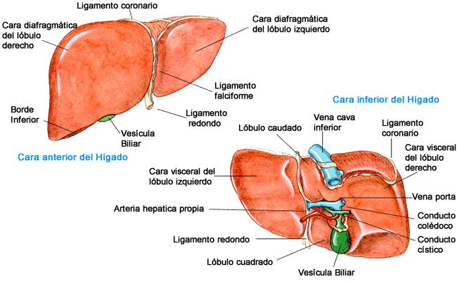 Cara anterior e inferior del hígado, con la vesícula biliar, el conducto cístico, la vena porta, la arteria hepática propia y el colédoco rotulados sobre la cara visceral.