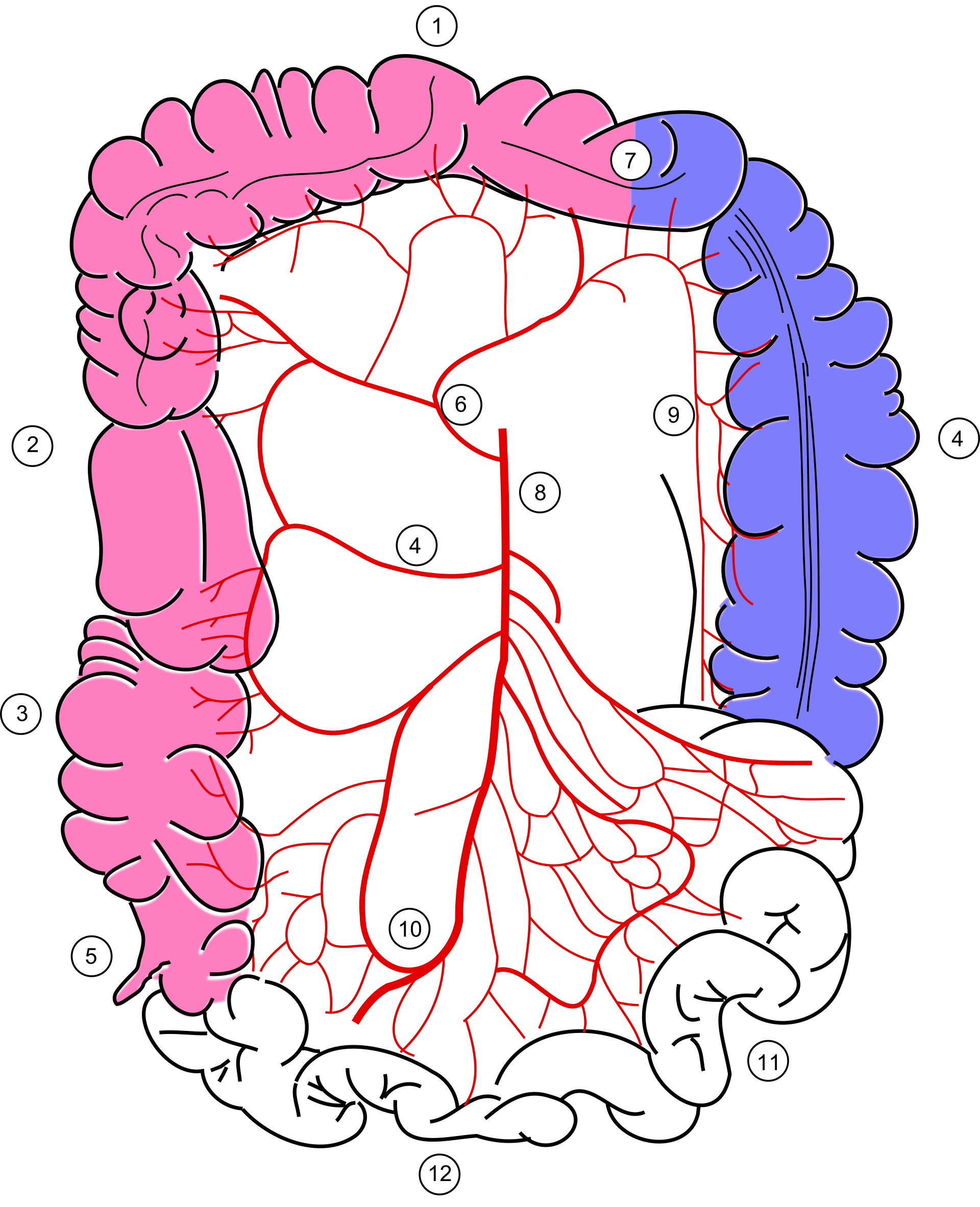 Diagrama de la irrigación del colon mostrando el territorio de la arteria mesentérica superior (rosa: ileocólica, cólica derecha, cólica media) y de la mesentérica inferior (azul), con la arteria marginal y el punto de Cannon-Böhm (Griffiths) entre ambos territorios.