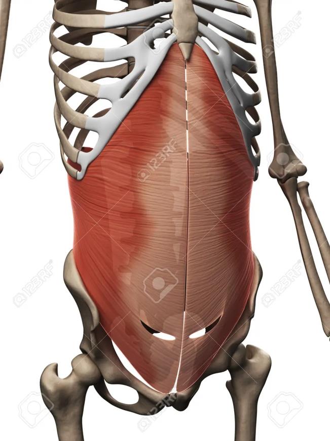 Vista anterior de la pared abdominal disecada, mostrando el músculo recto del abdomen bilateral con la línea alba y la línea arcuata, bajo la parrilla costal.