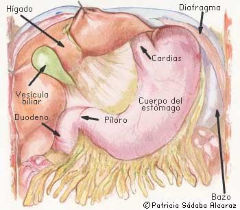 Vísceras del compartimento supramesocólico: hígado, vesícula biliar, duodeno, píloro, cardias, cuerpo del estómago, bazo y diafragma en su disposición anatómica real.