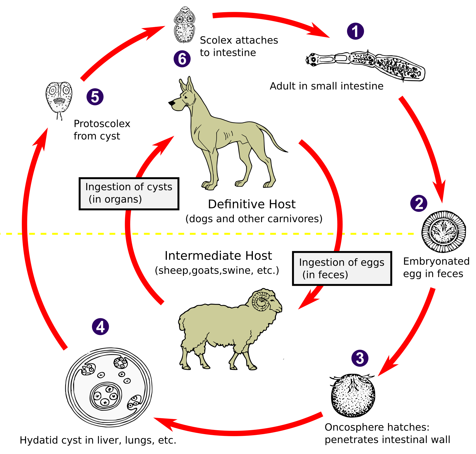 Ciclo biológico de Echinococcus granulosus, mostrando el huésped definitivo (cánidos), los huéspedes intermediarios (ganado) y el humano como huésped intermediario accidental.