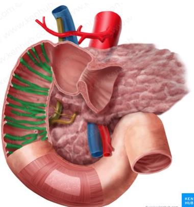 Cara posterior del duodeno y el páncreas disecados, mostrando la arteria y vena esplénicas, la aorta, la vena cava inferior y el árbol vascular peripancreático.