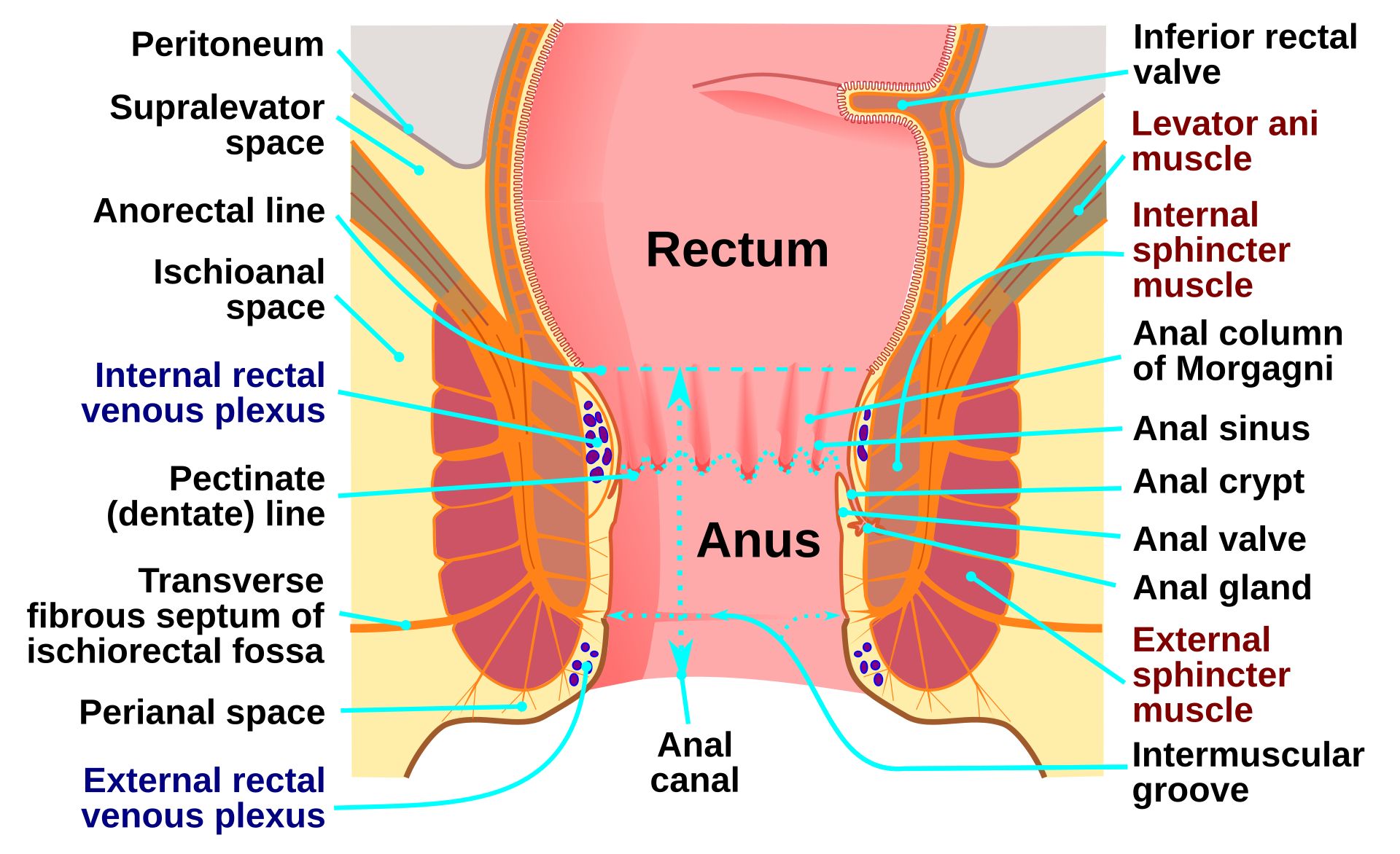 Corte anatómico del canal anal mostrando la línea pectínea, el esfínter anal interno y externo, y los plexos hemorroidales.