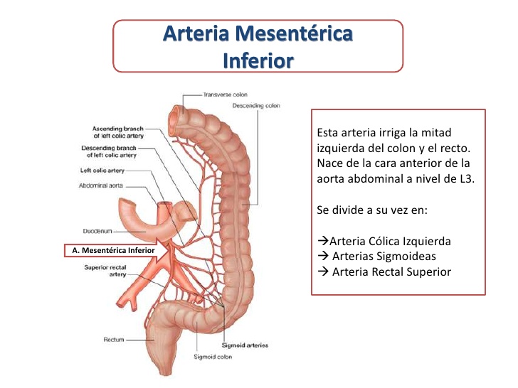 Arteria mesentérica inferior irrigando el colon izquierdo, con sus ramas cólica izquierda, sigmoideas y rectal superior, en relación con el colon transverso, descendente y sigmoide.