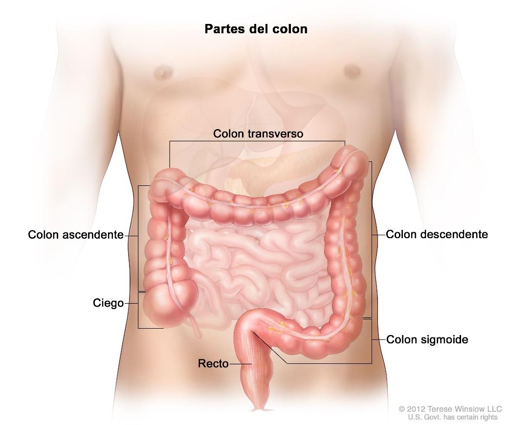 Partes del colon proyectadas sobre la silueta abdominal: ciego, colon ascendente, colon transverso, colon descendente, colon sigmoide y recto.